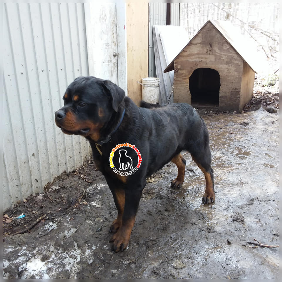 Élevage de chien Rottweiler dans Lanaudiere au Québec, Canada